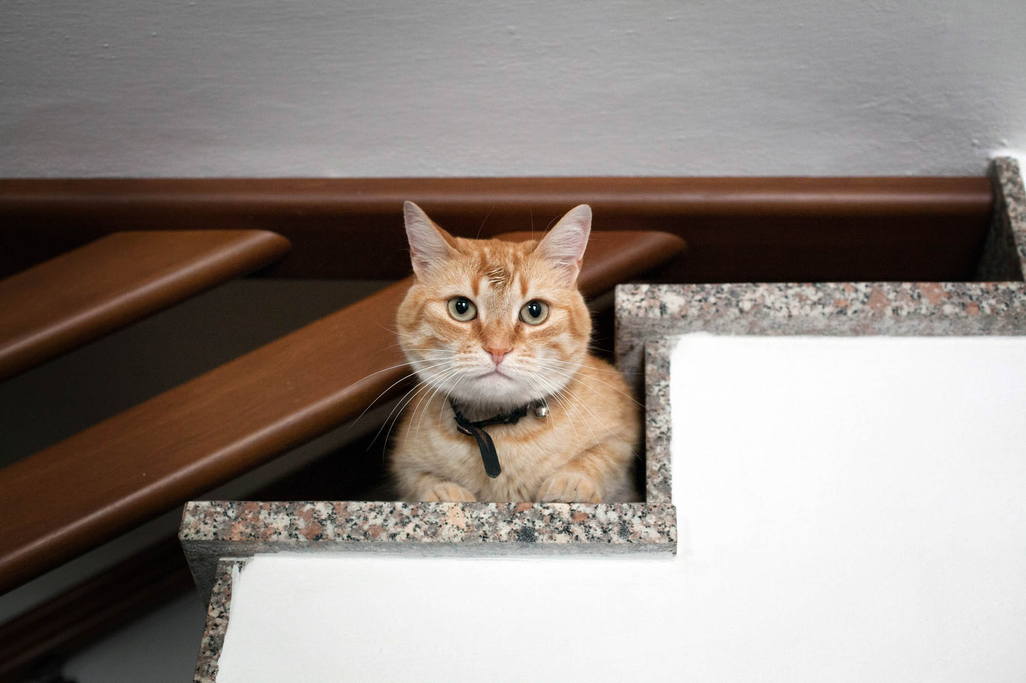 Foto  Abano Terme Villa Pollini Eva e Matheus