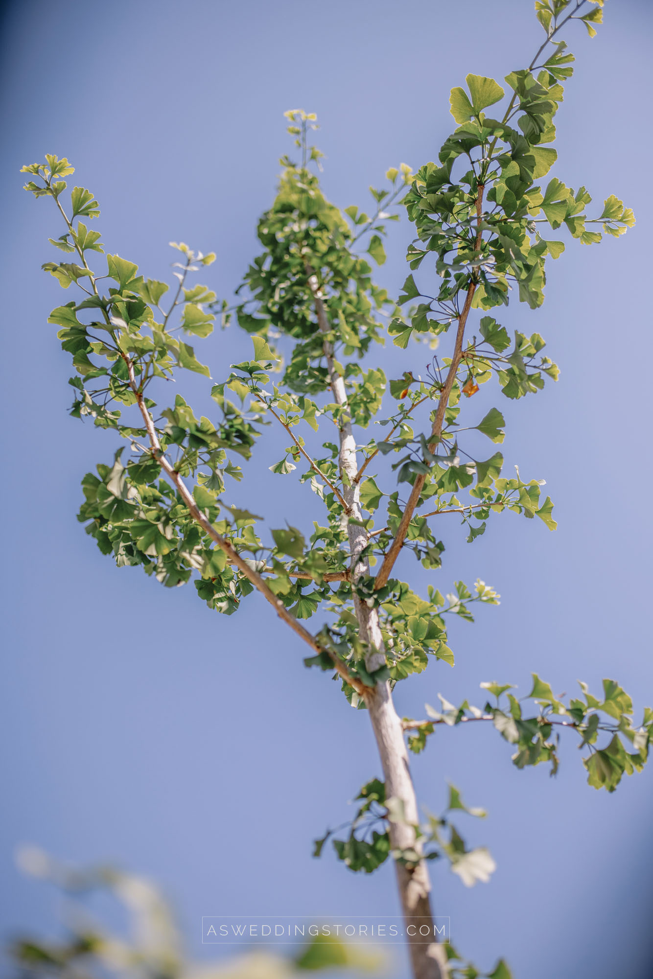 Foto  Santa Giustina in Colle Villa Bussandri Laura e Alberto
