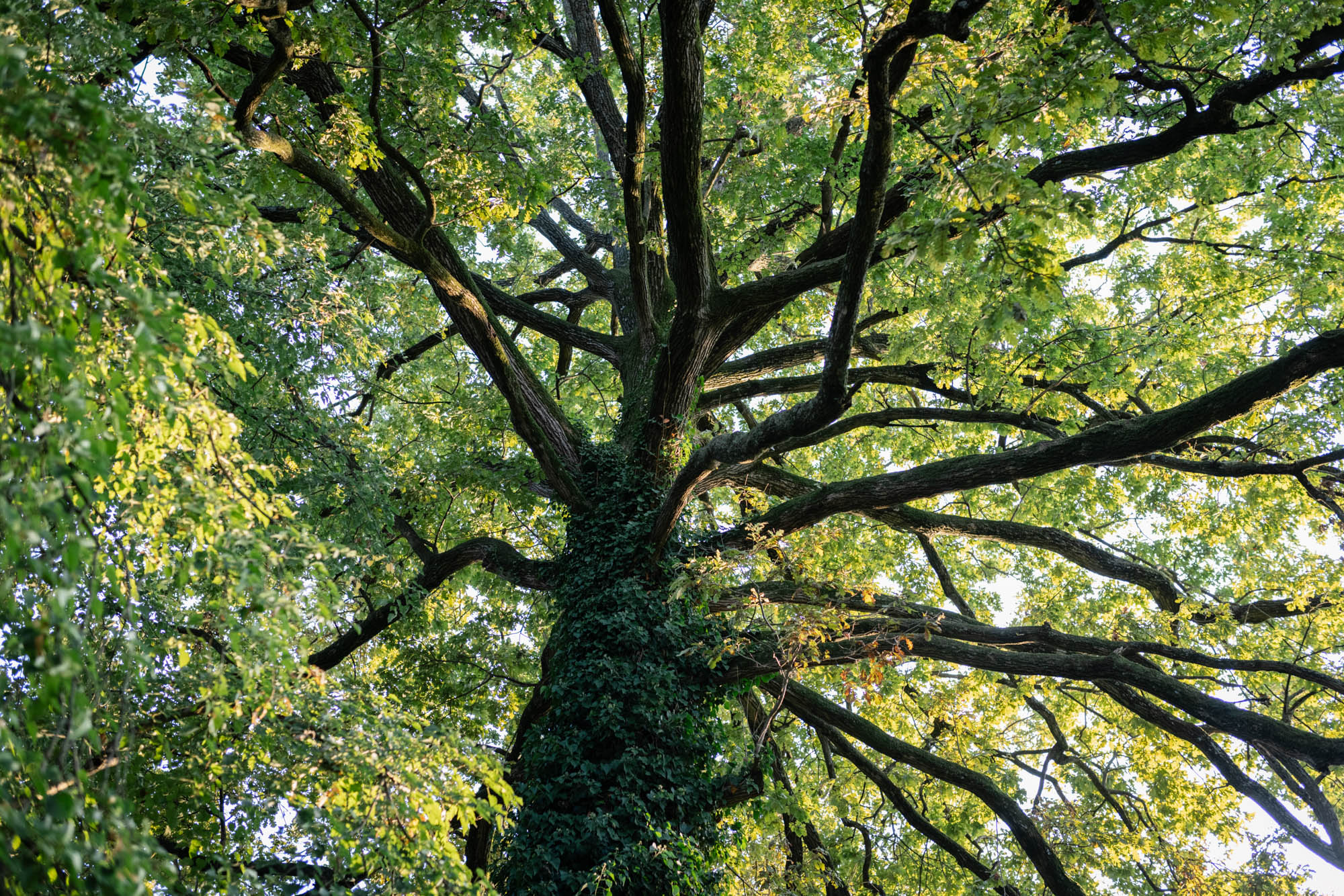 Foto  Rovolon Villa Frassanelle Papa Fava Valentina e Nicola