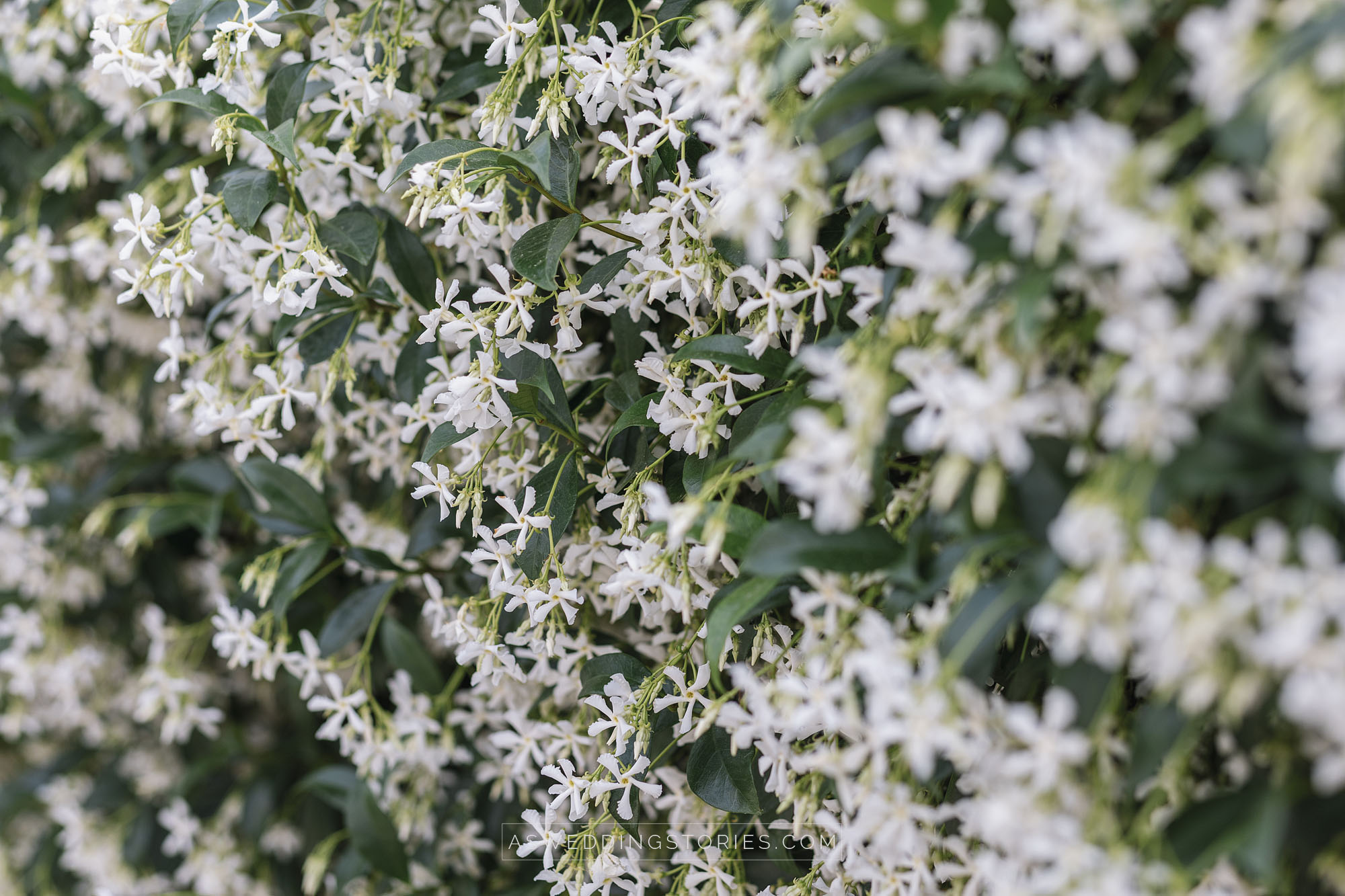 Foto  Trebaseleghe Villa Condulmer Giorgia e Marco