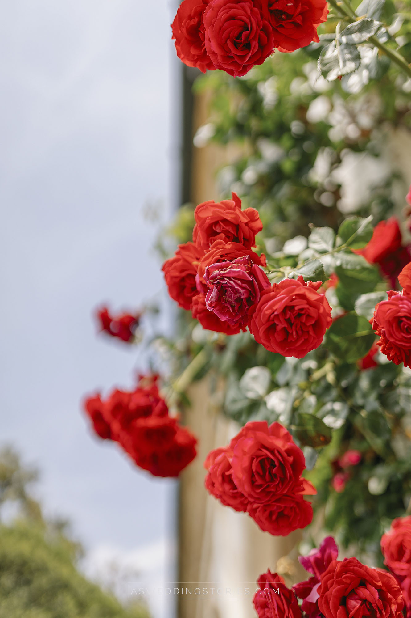 Foto  Trebaseleghe Villa Condulmer Giorgia e Marco